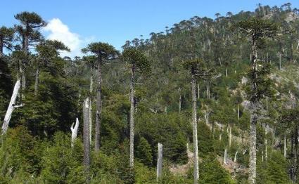 全球7大原始的森林