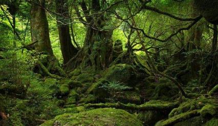 全球7大原始的森林