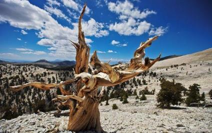 全球7大原始的森林