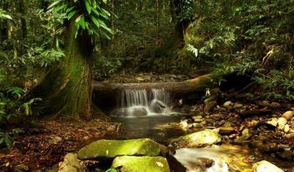 全球7大原始的森林