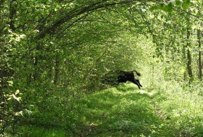 全球7大原始的森林