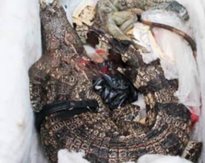 奇葩女子网购买药开箱惊现鳄鱼