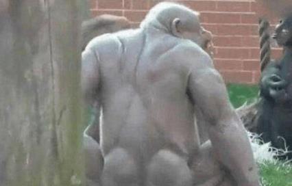 光身子的大猩猩