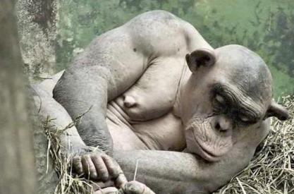 光身子的大猩猩