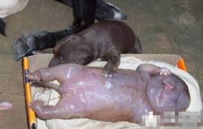 世界十大兽人 世界十大兽人