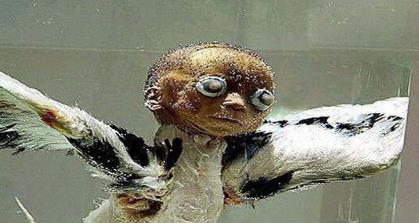 世界十大兽人 世界十大兽人