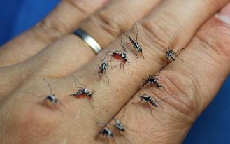 这么多蚊子都在叮着这个人的手 这么多蚊子都在叮着这个人的手