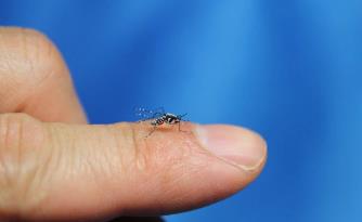 天哪这么多蚊子都在叮着这个人的手:太可怕了(图)