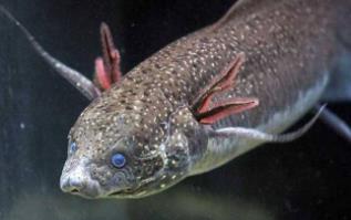 世界上两种最神奇的鱼