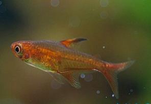 世界上两种最神奇的鱼