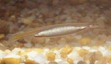 世界上最奇怪的鱼