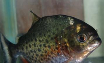 世界上最奇怪的鱼