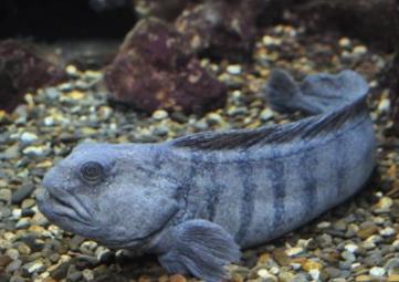 世界上最奇怪的鱼