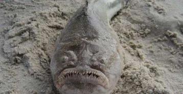 世界上最奇怪的鱼