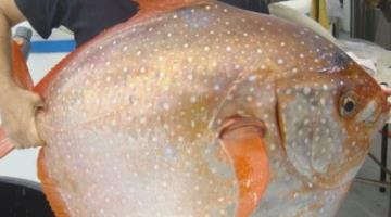 世界上最奇怪的鱼 世界上最奇怪的鱼