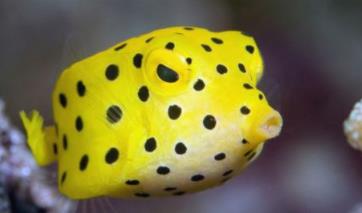 世界上最奇怪的鱼 世界上最奇怪的鱼