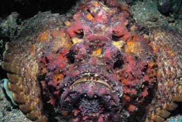 世界上最恐怖的7种鱼 世界上最恐怖的7种鱼