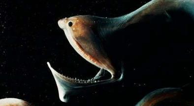 世界上最恐怖的7种鱼 世界上最恐怖的7种鱼