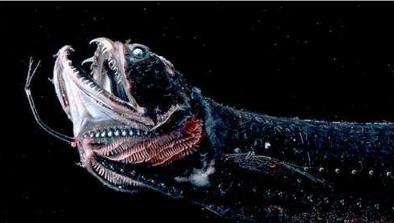 世界上最恐怖的7种鱼 世界上最恐怖的7种鱼