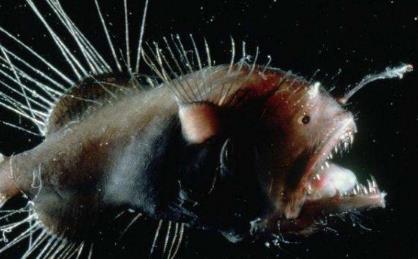 世界上最恐怖的7种鱼 世界上最恐怖的7种鱼