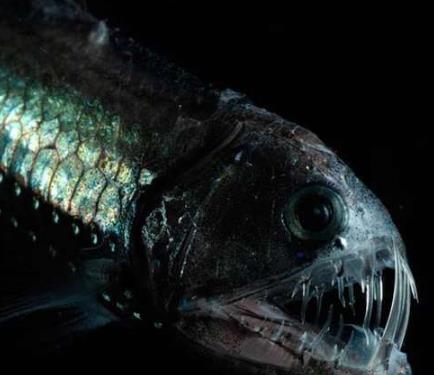 世界上最恐怖的7种鱼 世界上最恐怖的7种鱼