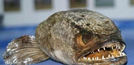 世界上最恐怖的7种鱼 世界上最恐怖的7种鱼