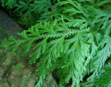 世界上最神奇的植物