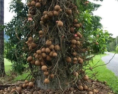 世界上最神奇的植物