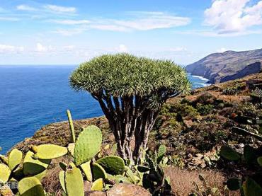 世界上最神奇的植物