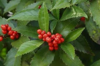 预防蚊虫叮咬 预防蚊虫叮咬