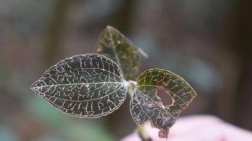 预防蚊虫叮咬 预防蚊虫叮咬