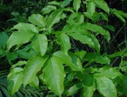 预防蚊虫叮咬 预防蚊虫叮咬