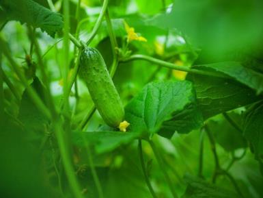 远离癌细胞从饮食开始
