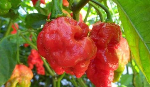 世界上最辣的辣椒