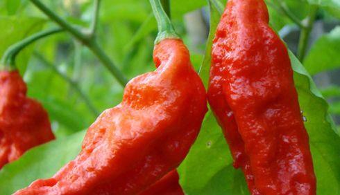 世界上最辣的辣椒