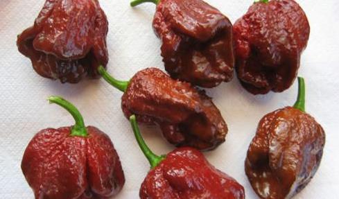 世界上最辣的辣椒