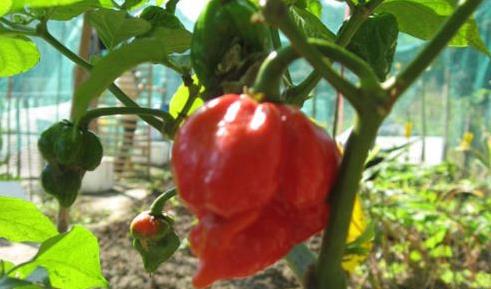 世界上最辣的辣椒