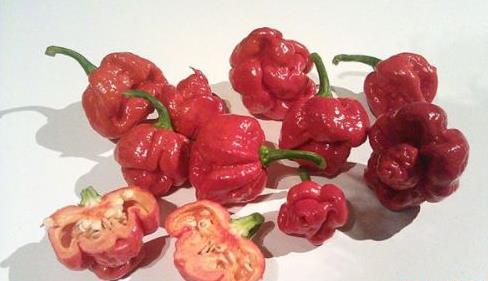 世界上最辣的辣椒