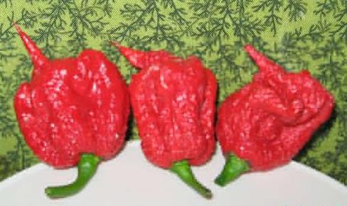 世界上最辣的辣椒