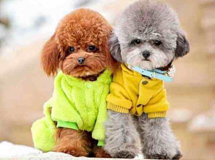 全世界最聪明的狗狗 全世界最聪明的狗狗