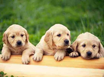 全世界最聪明的狗狗 全世界最聪明的狗狗