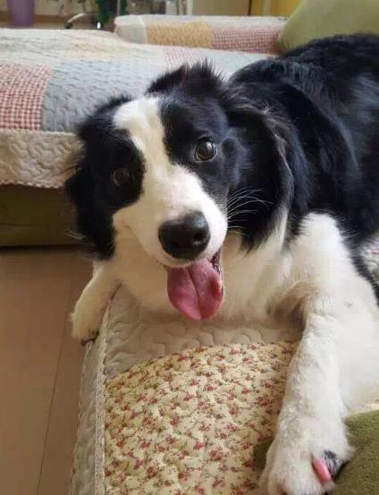 全世界最聪明的狗狗 全世界最聪明的狗狗