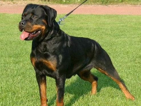 全世界最聪明的狗狗 全世界最聪明的狗狗