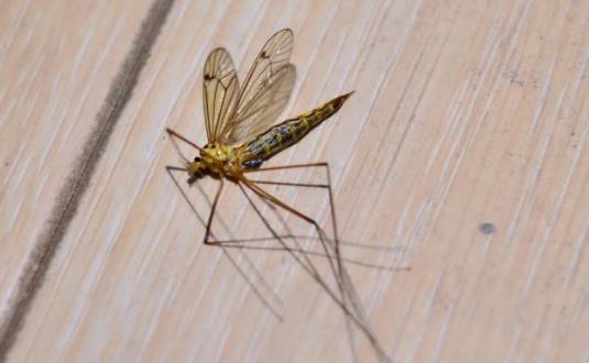 中国发现世界最大的蚊子 中国发现世界最大的蚊子