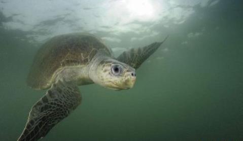 十大世界上最大的乌龟盘点:第一体重达650公斤(图) 十大世界上最大的乌龟盘点:第一体重达650公斤(图)