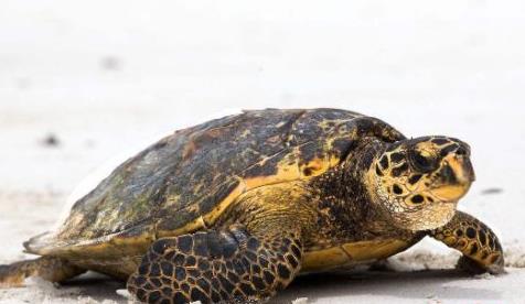 十大世界上最大的乌龟盘点：第一体重达650公斤（图）