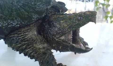 十大世界上最大的乌龟盘点：第一体重达650公斤（图）