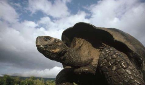 十大世界上最大的乌龟盘点：第一体重达650公斤（图）