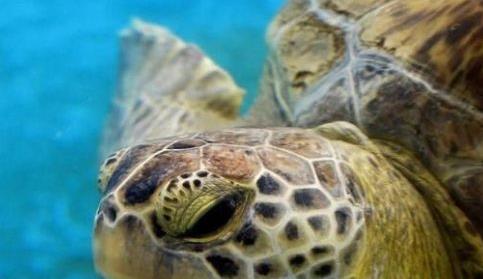 十大世界上最大的乌龟盘点：第一体重达650公斤（图）