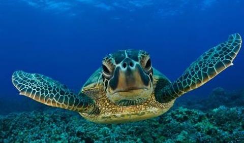 十大世界上最大的乌龟盘点：第一体重达650公斤（图）